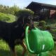 April 2016; Maxi hilft im Garten mit