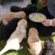 03.06.2023; Banane mit Honig als kleine Zwischenmahlzeit