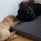 02.07.2023; Zoey mit Naila