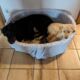 22.07.2023; Zelda mit Vicky