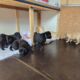 16.05.2024; Einzug in das Welpenhaus